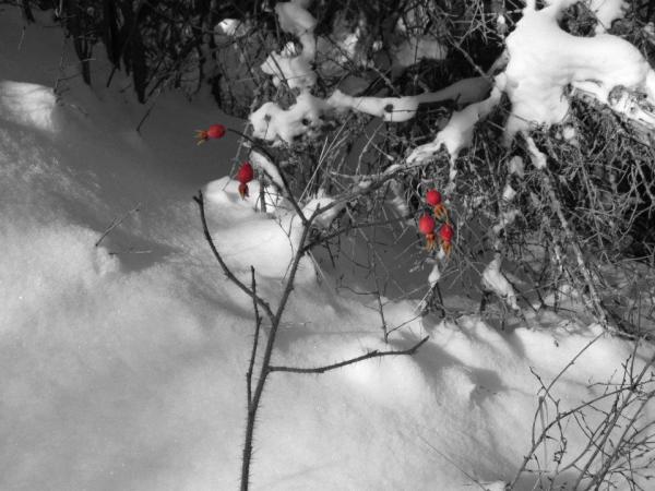 Photoshop berries in the snow